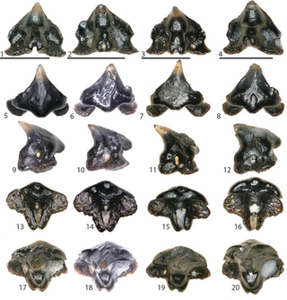 Los dientes de Galagadon encontrados. Imagen: Terry Gates, NC State University